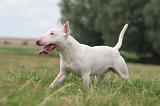 BULL TERRIER MINIATURE 114